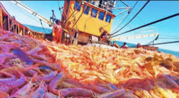 Langostino, a full.